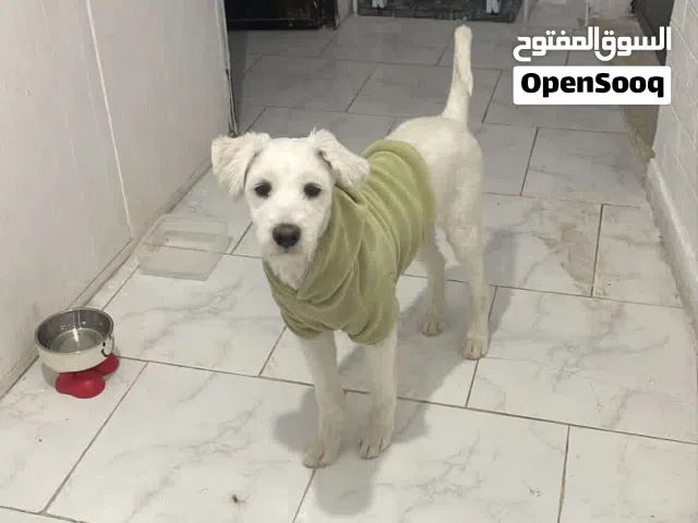 كلب ميكس تيرير و بودل للبيع