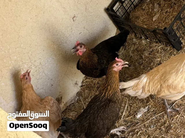 دجاج بلدي بياض إذا توفر الماء النضيف والعلف بتلقا كل يوم بيض بس يحتاج اول يتعود عل المكان