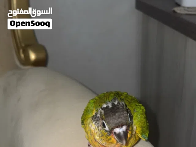 فرخ اليف قرين شيك