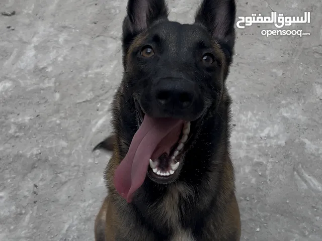 Chien malinois