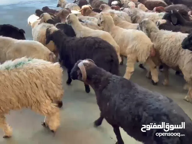 wholesale Arabian sheep for Eid sacrifice big size for more details WhatsApp or call