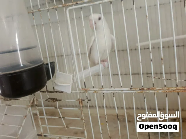 دكر بركديلو