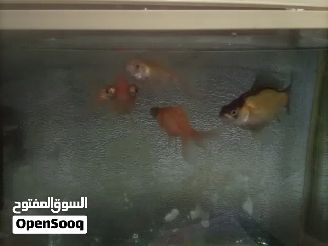 متاح حوض سمك