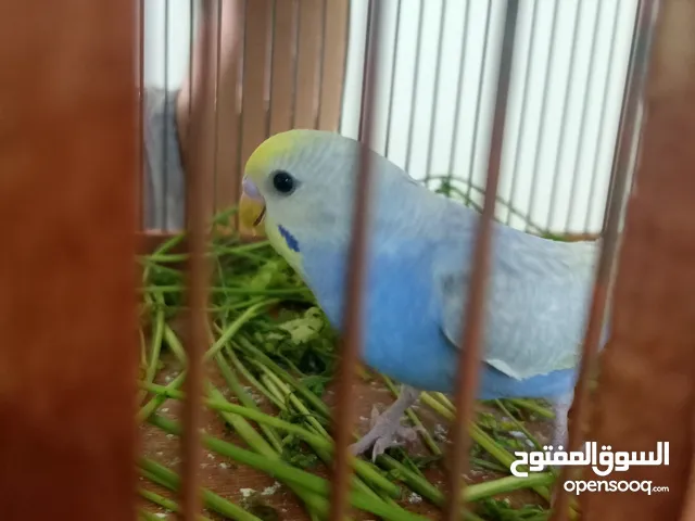 عصفور دكر ريمبو