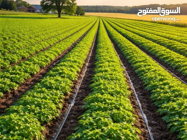 تصنيع أنابيب بولي إيثيلين، شريط تيب وشريط مزود بنقاط – بمقاسات مختلفة