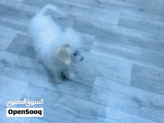 شيتزو بيع مستعجل