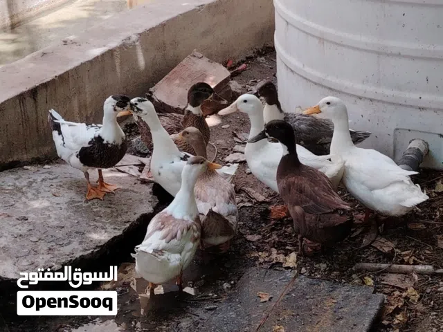 للبيع بط عماني محلي كبار بياض