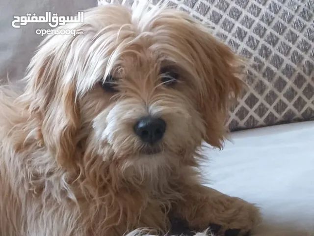 مالتيز مالتيبو