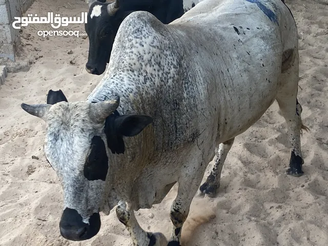 عجول ربي يبارك ليهن 6شهور يعلفن متوفر خدمه توصيل شرق وغرب