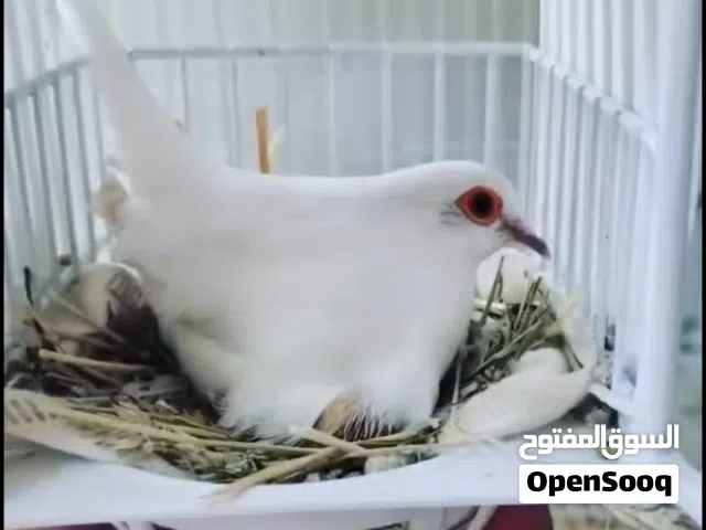 مطلوب نثاية عدد 2