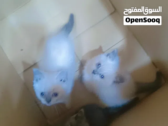 ثلاث قطط كيتن للبيع وحده بريتش وتنتين هملايا  متعودين ع رمل والدراي فود نظاف وبصحه ممتازه