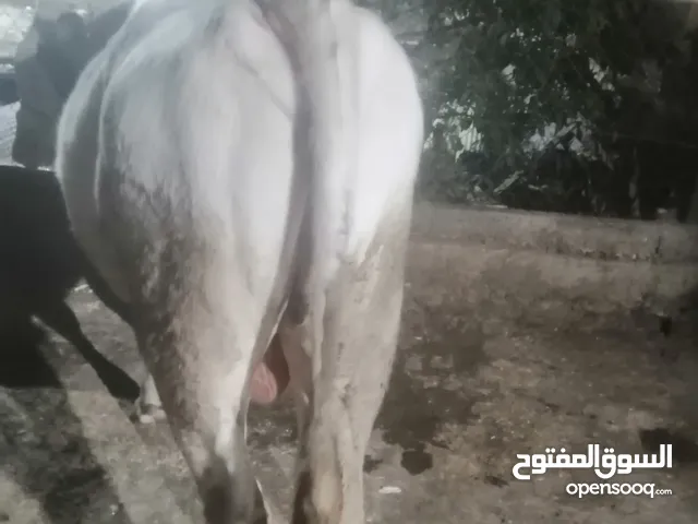 فحل 13 شهر نخب اول شغل مزارع وثلاث عجول 8شهور 7شهور 6 شهور للبيع بسعر مغري