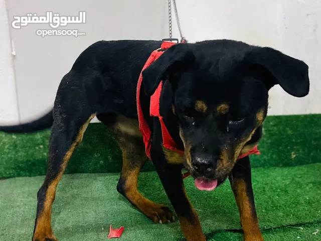 جراو روت ويلر