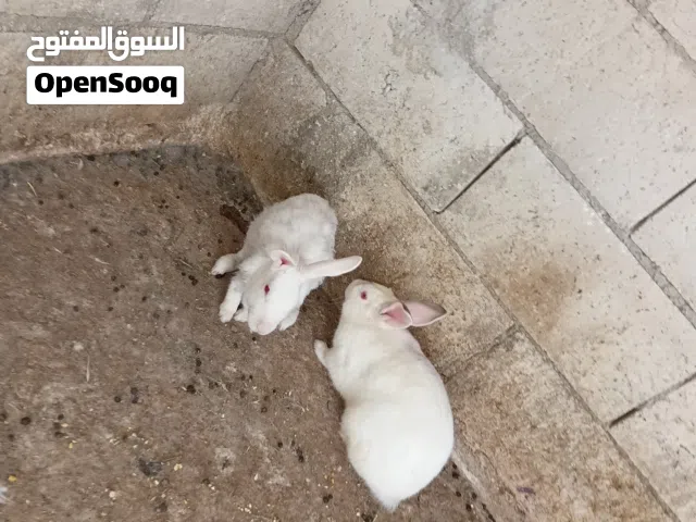 جوز ارانب فرنسيات معهن سبع فراخ والأنثى عشار بأذن الله