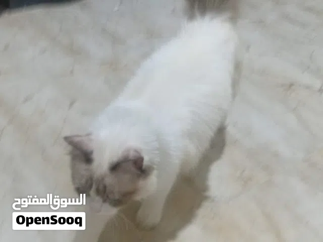 قطة باندا للبيع