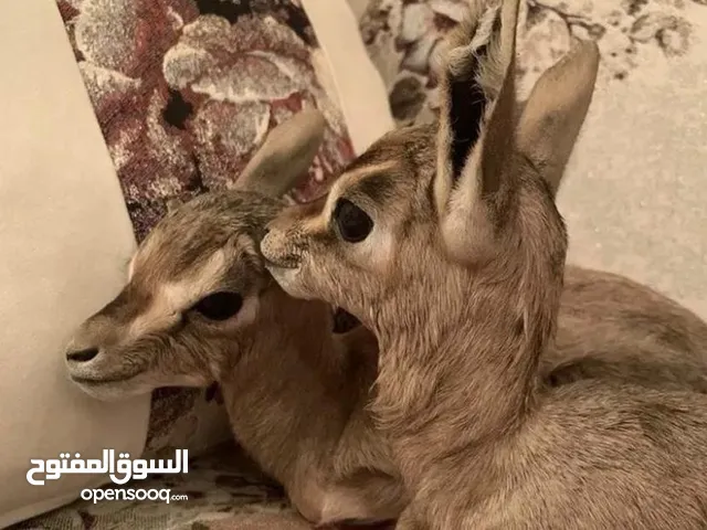 غزلان ريم عربي صافي