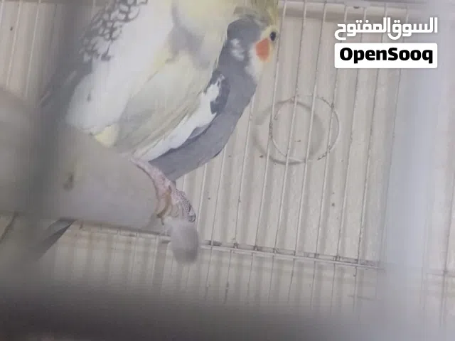 زوج كوكتيلً سعر حرق اللهً يبارك إلى صاحب النصيب