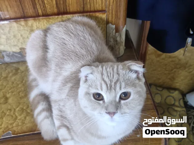 قط سكوتش فولد نضيف ملقح