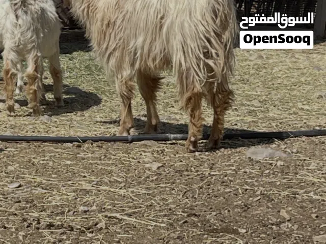 تيس العمر سنه ونص مخصاي سمين وراهي
