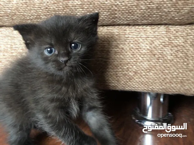 كروشة للتبني عمرها شهرين انثى