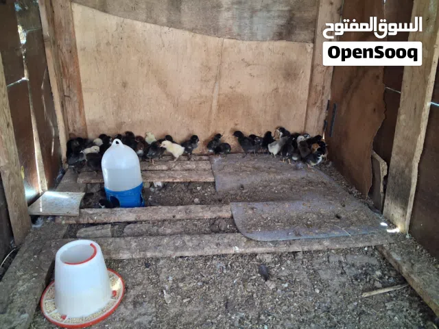دجاج وصيصان للبيع