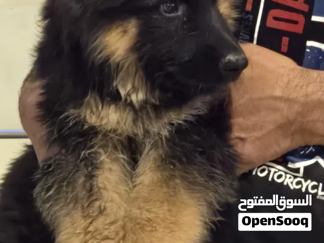 جيرمن شولاين بلك فيس . العمر شهرين. موجود زكرين وانثى