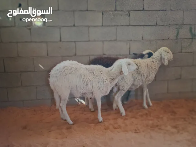 فطايم مش مبدلات..