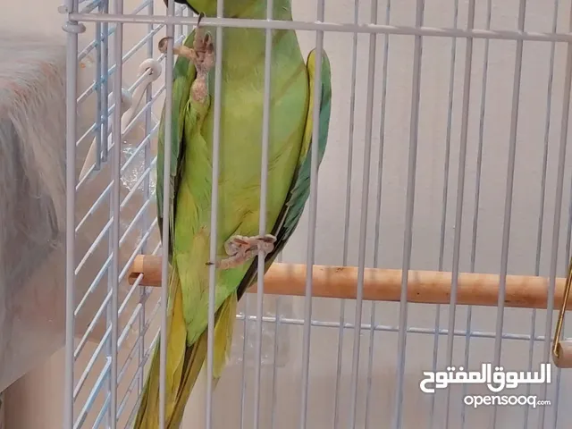 6-month Indian Ringneck Parrot