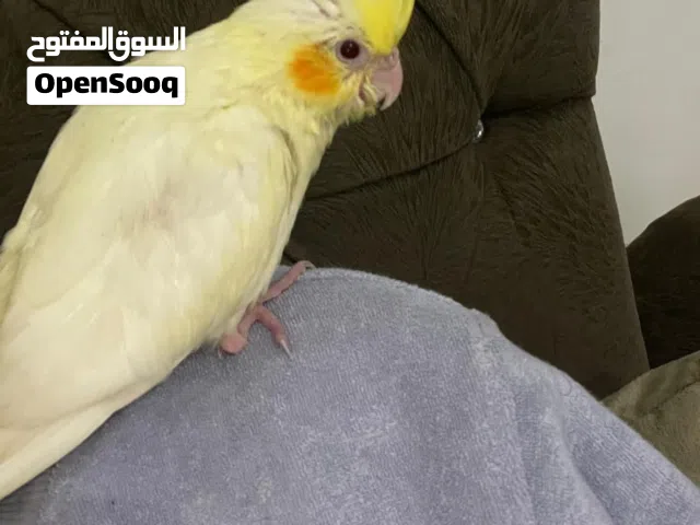 كوكتيل هارب