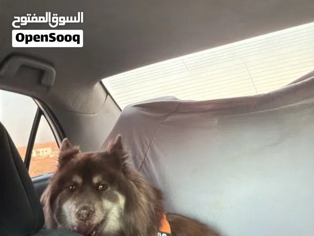 مالموت مضروب معع لولو