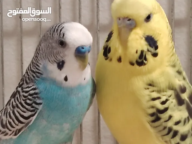 2 بادجي قابل للمساومة