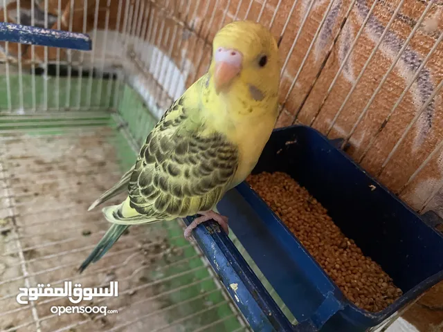متوفر طرف انتاج بقلينو متوفر ريش مصراته بجنب جزيره قراره لا يوجد توصيل