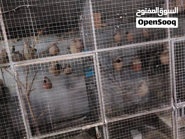 للبيع قفص ماشاءالله كبيير و امورة طيبه سليم
