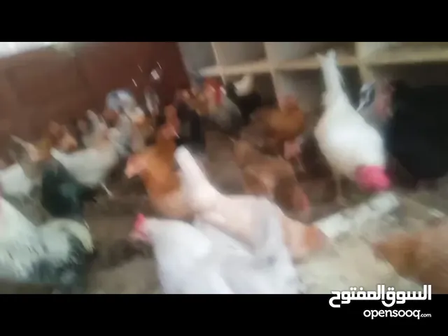 سعر الحبه باربعه ريال متوفر 30 حبه اللي متوفر معنا اذا يتزاد تبغاها 120 ريال