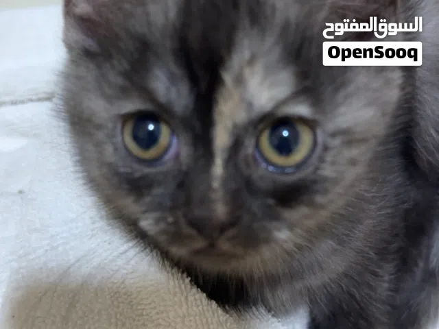قط النوع:بريطاني