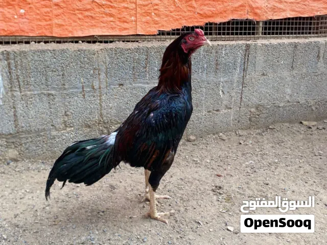 للبيع ديك باكستاني نسل ممتاز