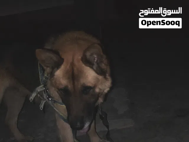 كلب جيرمن شولاين