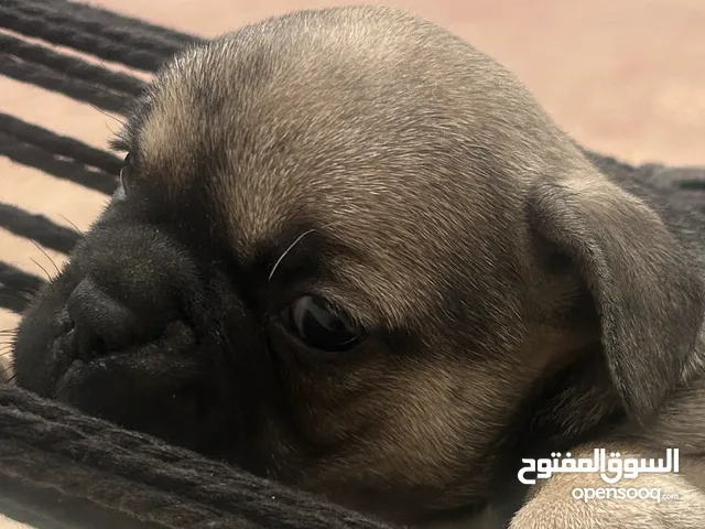 French bulldog