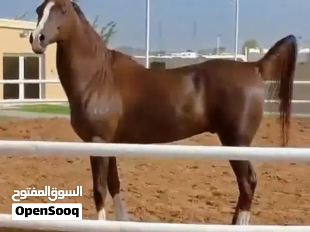 Horse with passport for pleasure riding