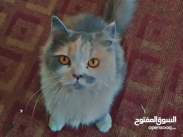 قطه شيرازي للبيع