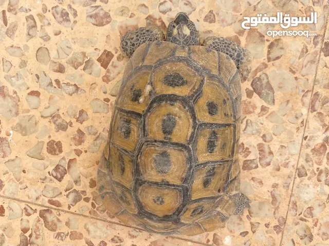 فكرونه للبيع حلته ممتازه