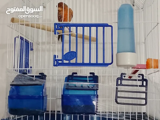فحل كنار أغات للبيع فحل حامي بغرد شغال أنتج عندي سبب البيع الطيرة ماتت مع قفص 3 معالف