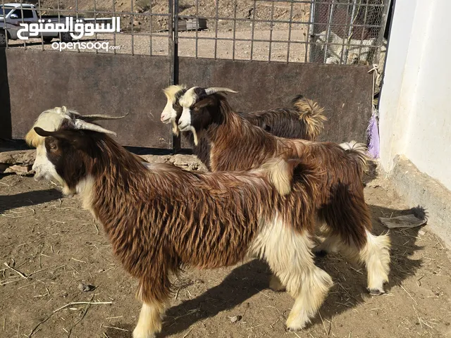 تيوس من حلال وادي السحتن سمان فول متروسات بغيتهن لذبح او لتربية حلوات السعر 95 ف الرأس بالجمله 105