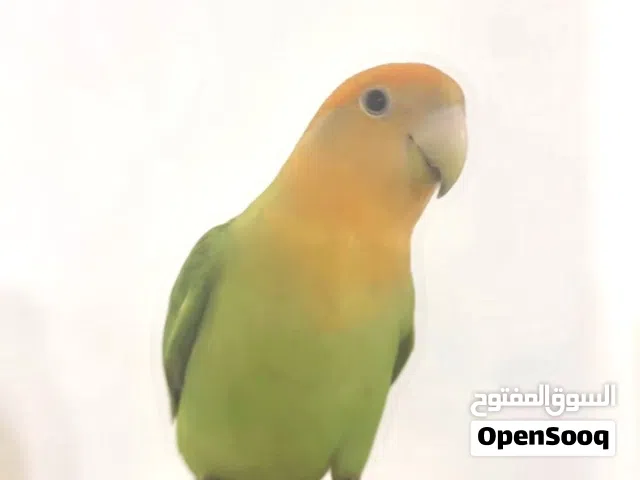 لوف بيرد ربوة