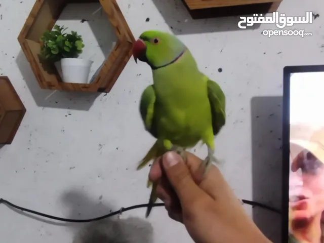 موجود جوز دره هندي على وجه بيض دايما بالكوخ و الذكر اليف بطلع على الايد و بوكل من الايد و بطلع نغمات