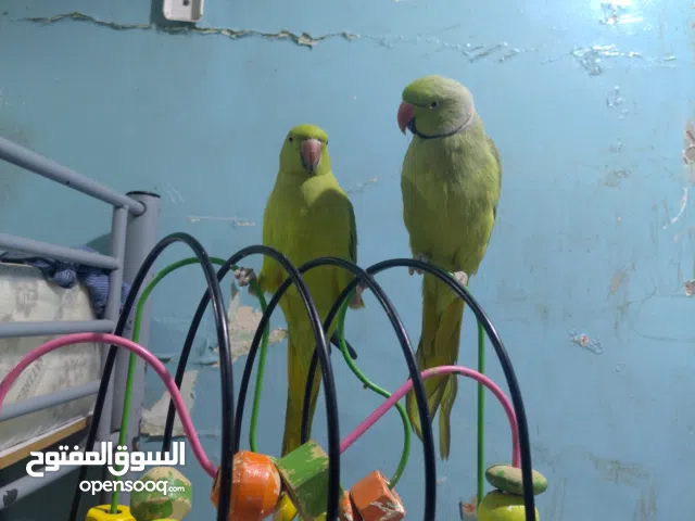Indian parrots