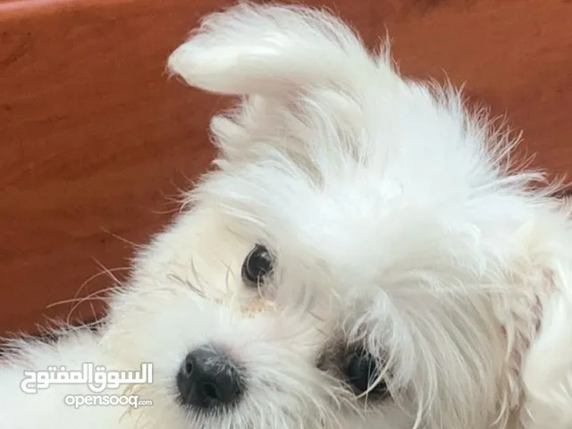 Maltese puppy