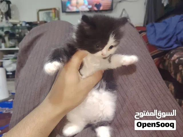 قطط نوع هملايا ثنين صغار و امهن قيم سعرهم و اخذهن