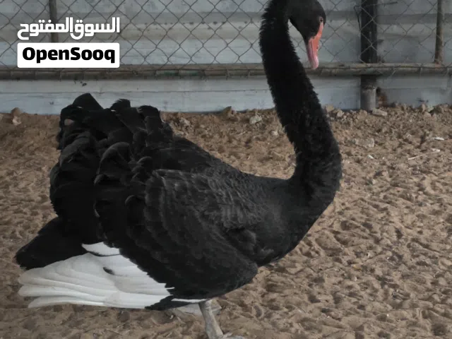 black swan