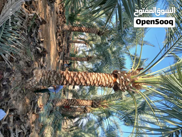 حميع انواع النخيل مثمر وزينه من أرض المزرعه الي الحديقه بدون وسيط نخيل خالي من الامراض